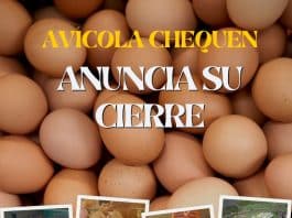 Avícola Chequén anuncia su cierre conoce su historia 1