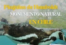 Pinguino de Humboldt