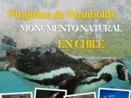 Pinguino de Humboldt