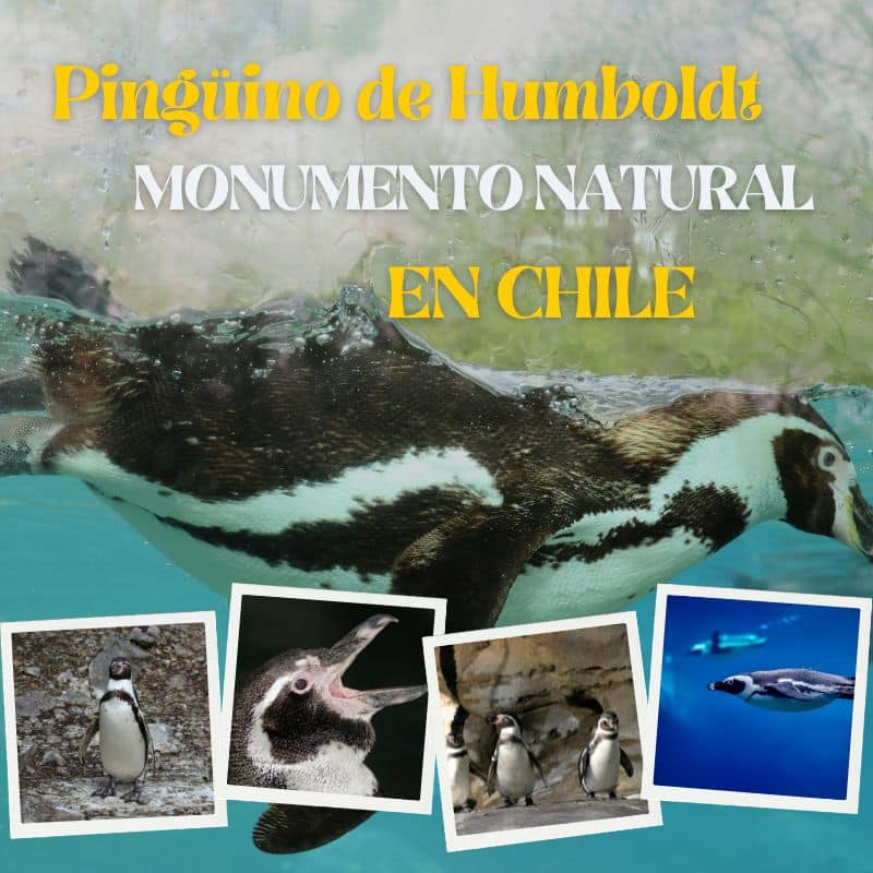 Pinguino de Humboldt