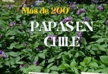 Hay más de 200 tipos de papas en Chile