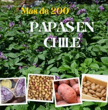 Hay más de 200 tipos de papas en Chile