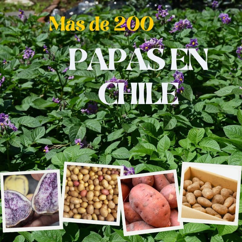 Hay mas de 200 tipos de papas en Chile