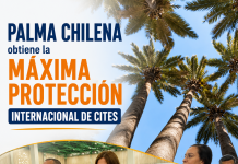 Palma chilena obtiene la máxima protección internacional de CITES Fotografías: CONAF (conaf.cl). Composición gráfica: Identidad y Futuro.