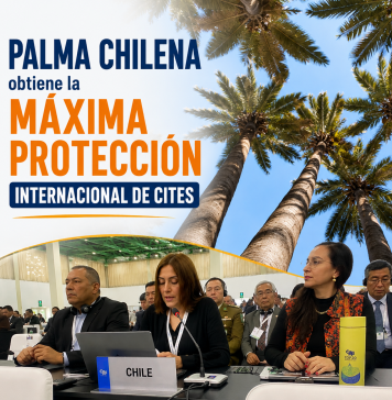 Palma chilena obtiene la máxima protección internacional de CITES Fotografías: CONAF (conaf.cl). Composición gráfica: Identidad y Futuro.