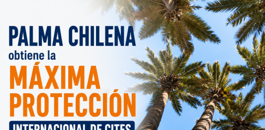 Palma chilena obtiene la máxima protección internacional de CITES Fotografías: CONAF (conaf.cl). Composición gráfica: Identidad y Futuro.