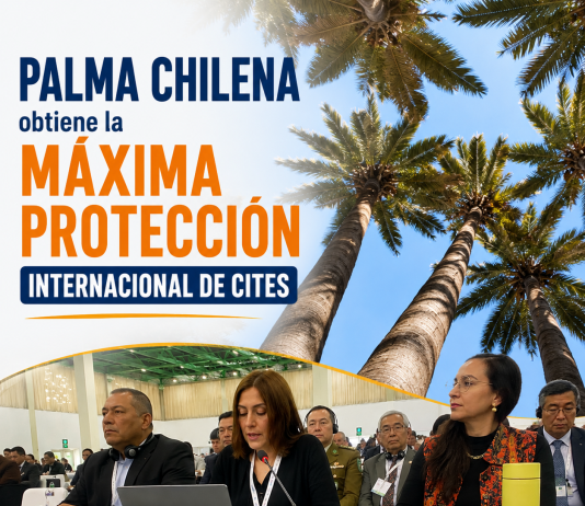 Palma chilena obtiene la máxima protección internacional de CITES Fotografías: CONAF (conaf.cl). Composición gráfica: Identidad y Futuro.