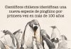 1.Científicos chilenos identifican una nueva especie de pingüino por primera vez en más de 100 años