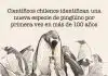 1.Científicos chilenos identifican una nueva especie de pingüino por primera vez en más de 100 años