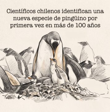 1.Científicos chilenos identifican una nueva especie de pingüino por primera vez en más de 100 años
