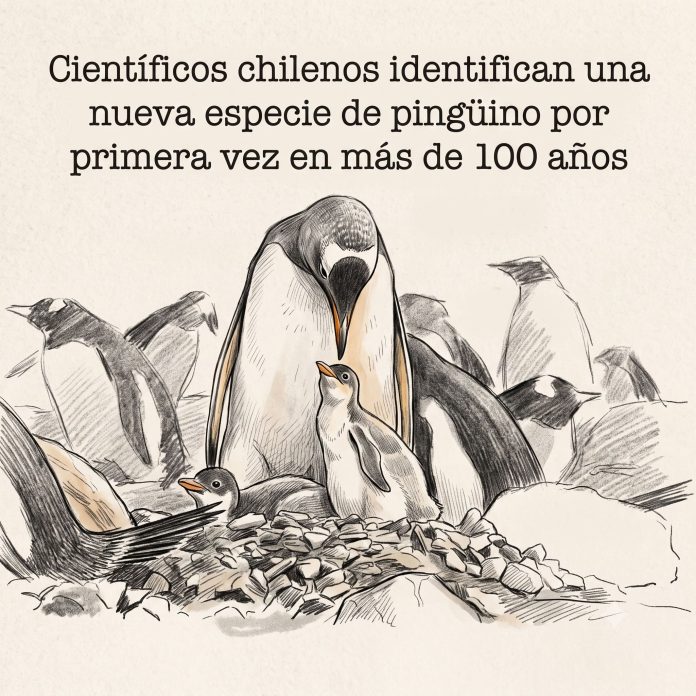 1.Científicos chilenos identifican una nueva especie de pingüino por primera vez en más de 100 años