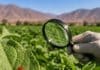 Ácaro depredador hallado en Tarapacá podría reforzar el control biológico de plagas agrícolas