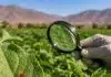 Ácaro depredador hallado en Tarapacá podría reforzar el control biológico de plagas agrícolas