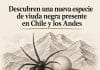 viuda negra