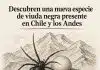 viuda negra