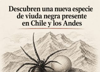 viuda negra